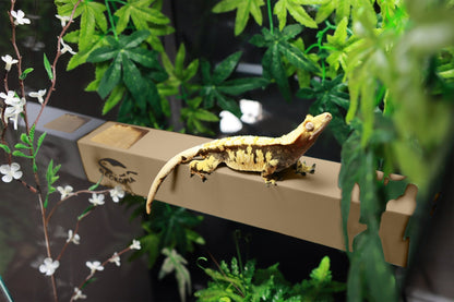 Geckopia Flex Bridge - Pet Accessories - VaVaVarium