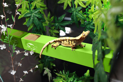 Geckopia Flex Bridge - Pet Accessories - VaVaVarium