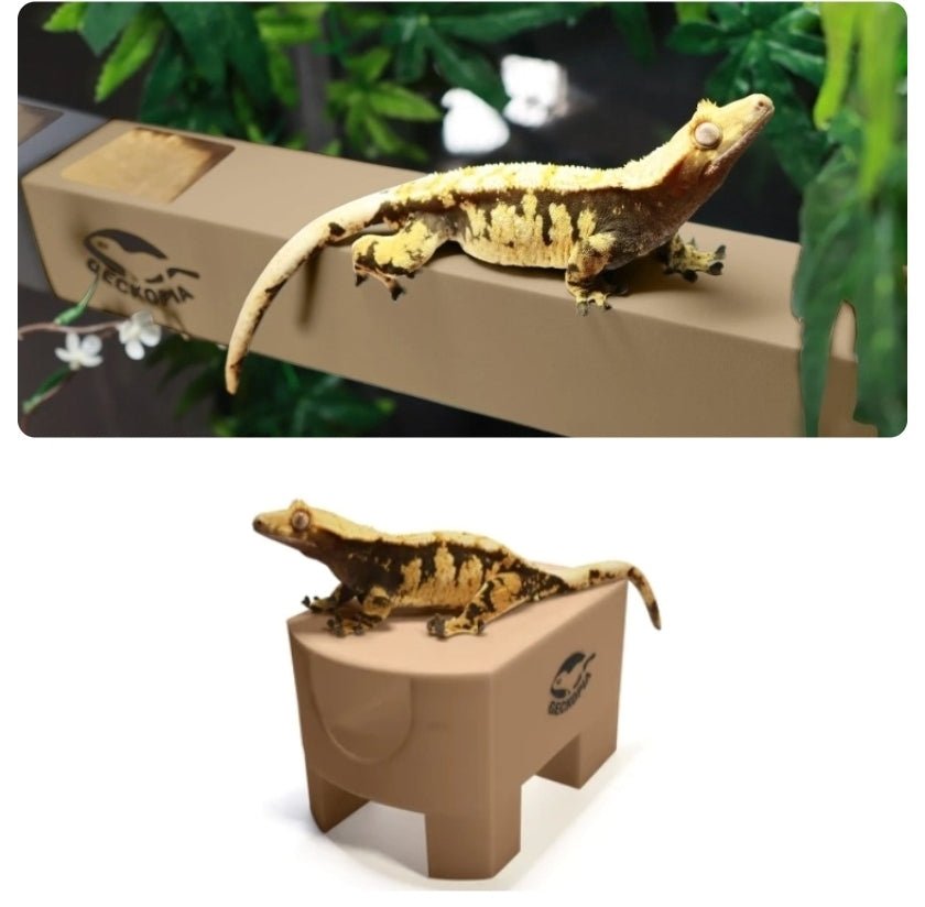 Geckopia Flex Bridge/Tree House Bundle - VaVaVarium